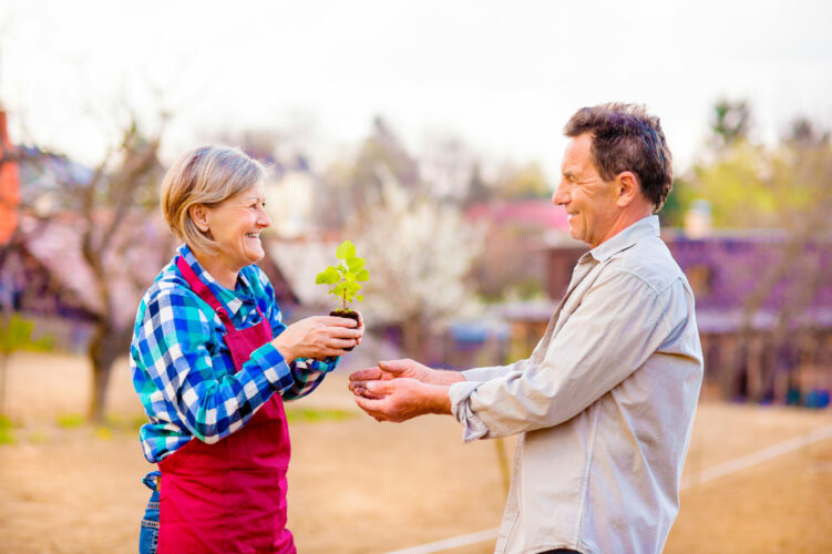 Senior couple, senior woman and man holding seedling in their garden, spring blooming nature